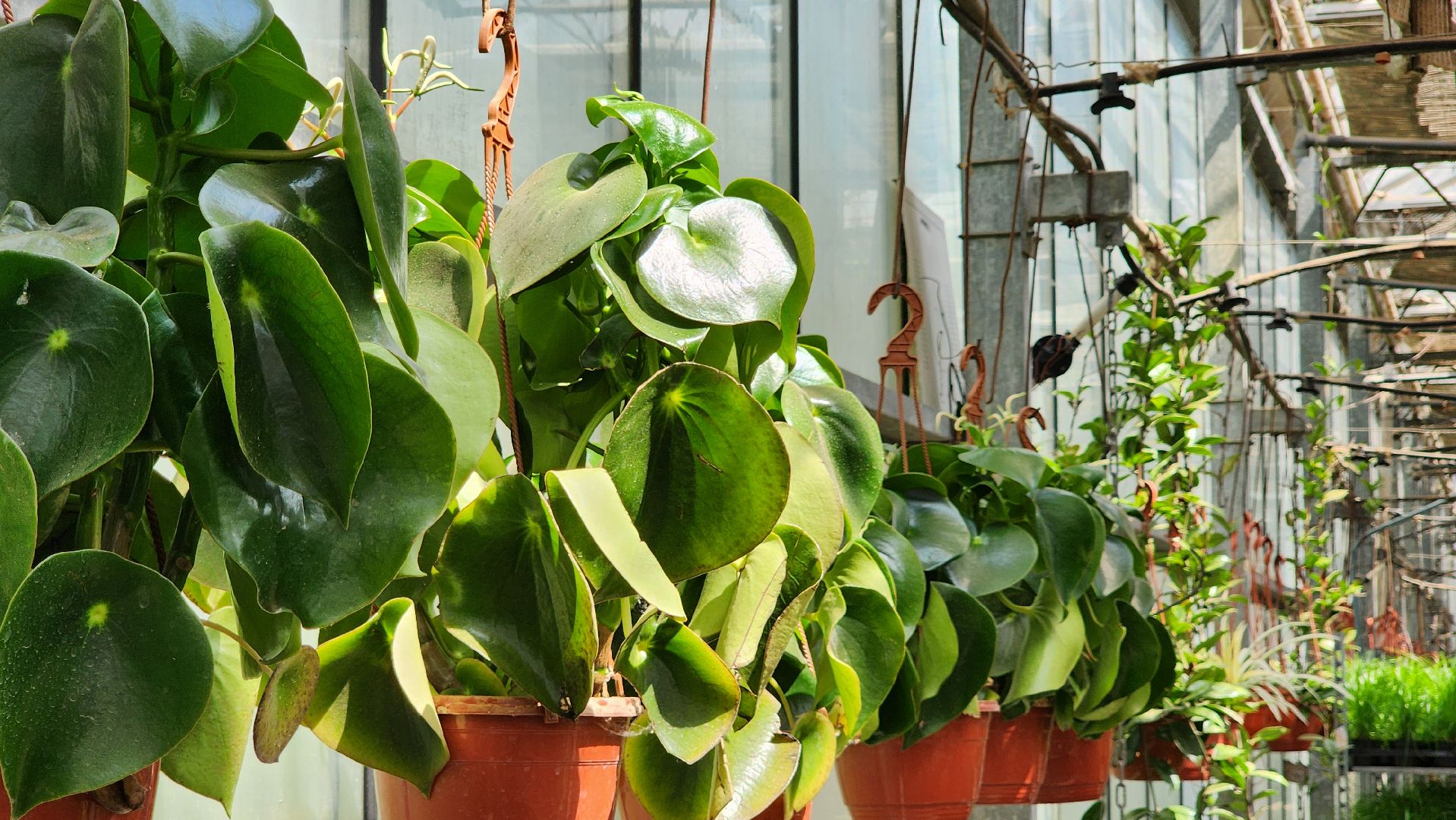 производство, тепличный комбинат, 100 процентов Подмосковье,