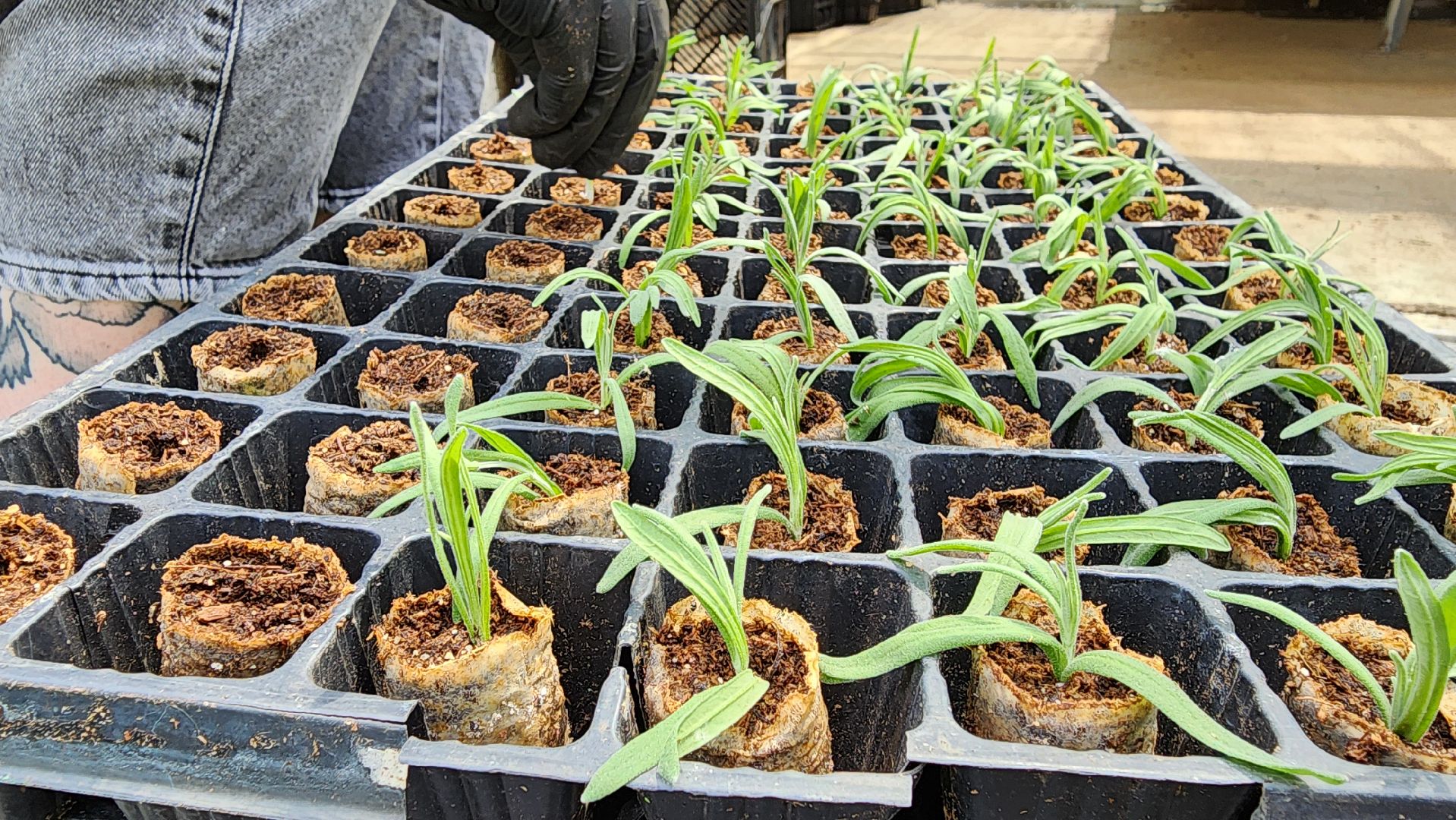 производство, тепличный комбинат, 100 процентов Подмосковье,