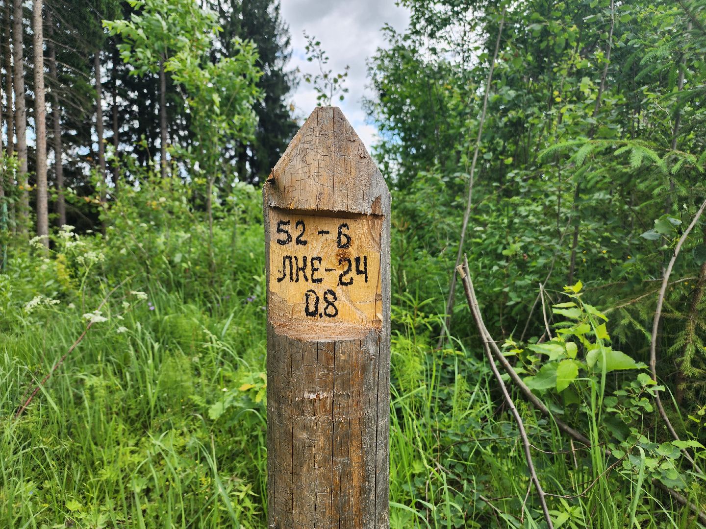 волоколамск, природа, лес, пожары, охрана, профилактика, пожарная безопасность,