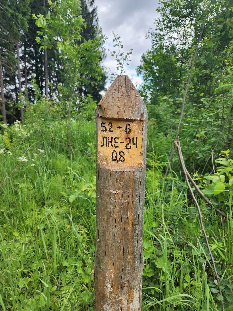 волоколамск, природа, лес, пожары, охрана, профилактика, пожарная безопасность,