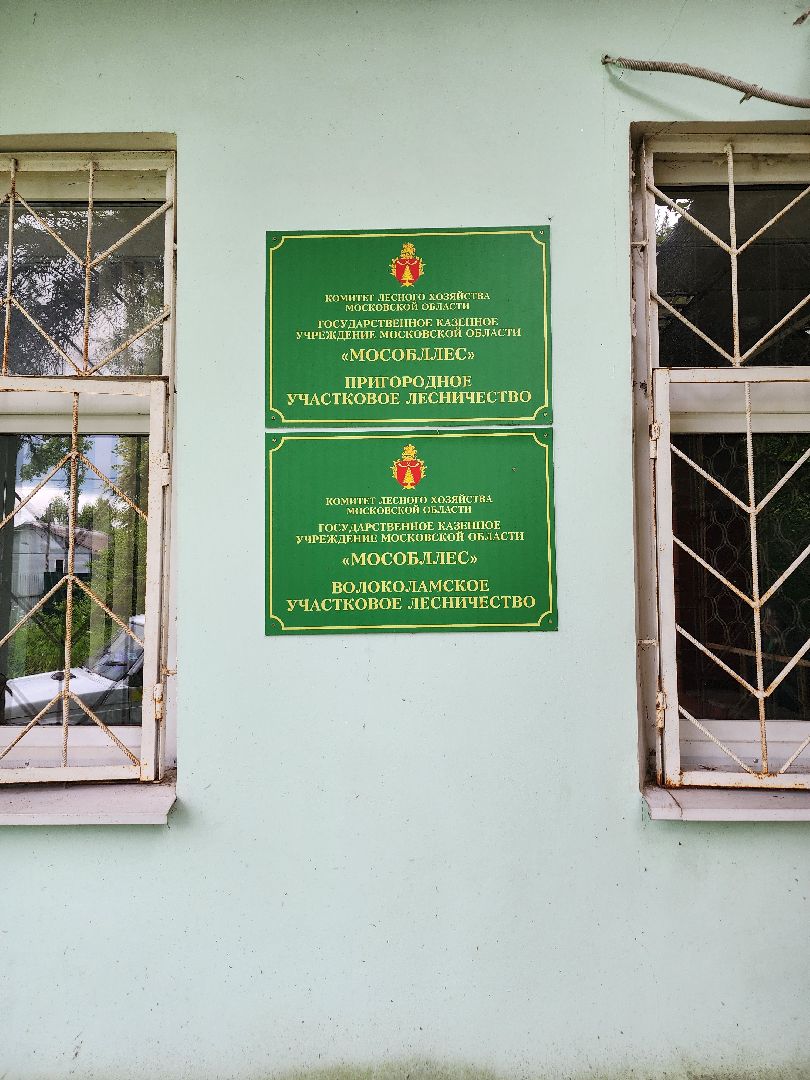 волоколамск, природа, лес, пожары, охрана, профилактика, пожарная безопасность,