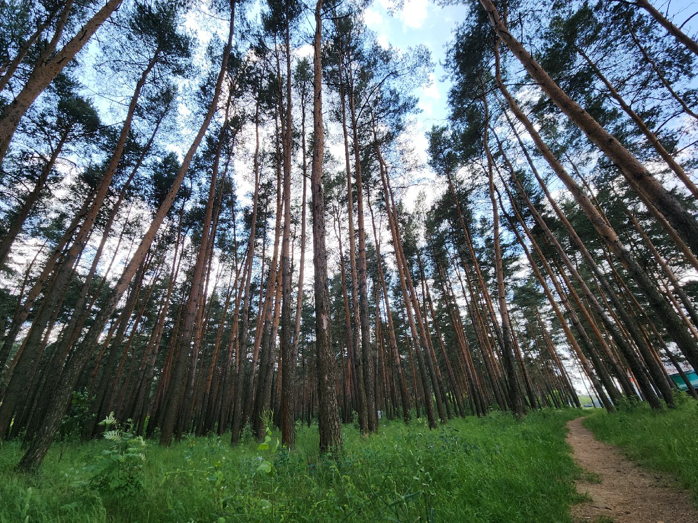 лес, пожарная безопасность, Лосино-Петровский,