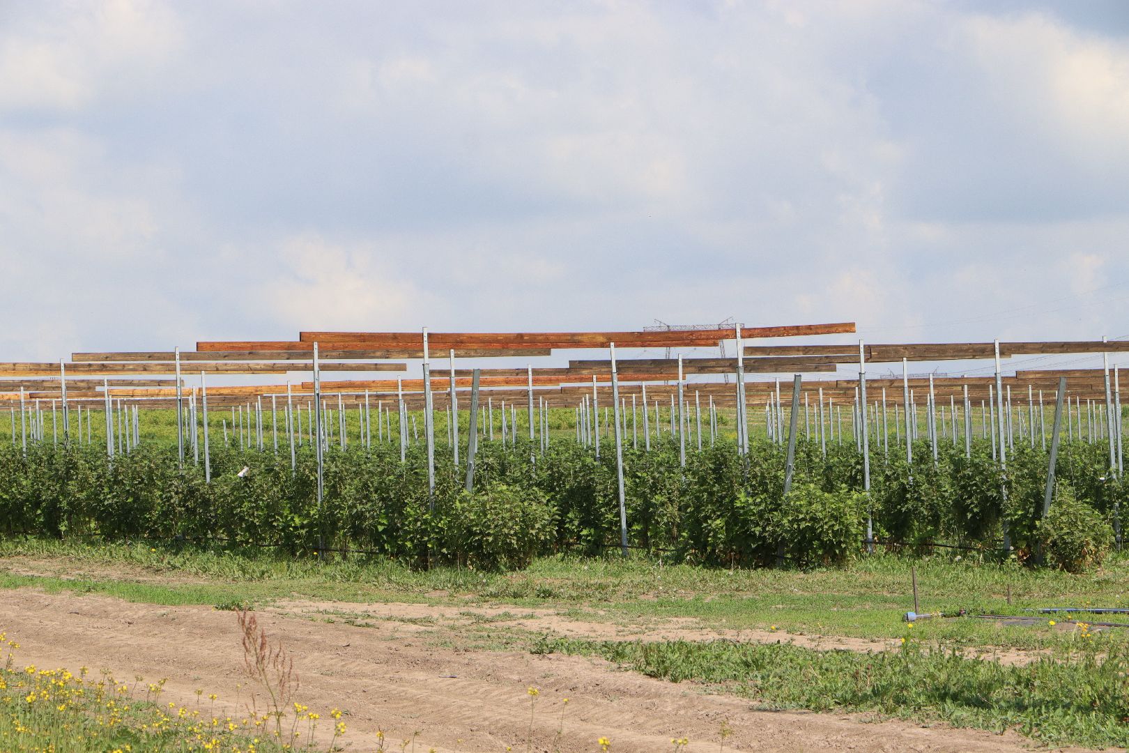 Сельское хозяйство, Серебряные Пруды, деревня Серково, Ягодная ферма, питомник, голубика, рододендрон,