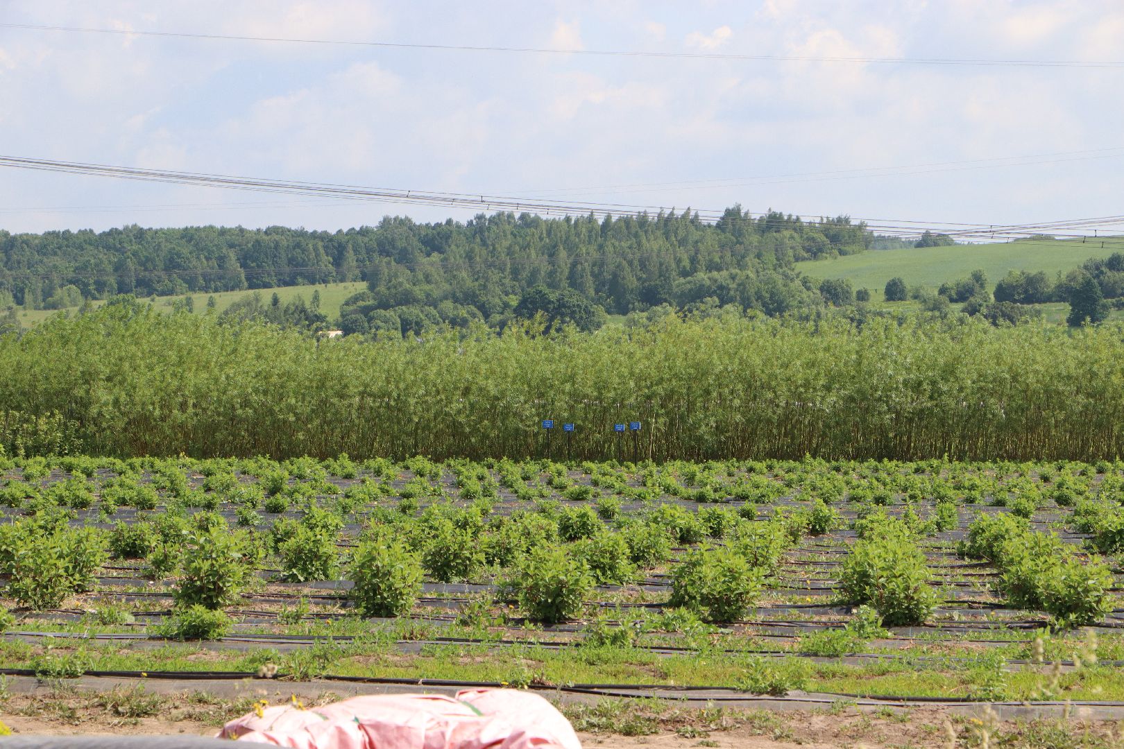 Сельское хозяйство, Серебряные Пруды, деревня Серково, Ягодная ферма, питомник, голубика, рододендрон,