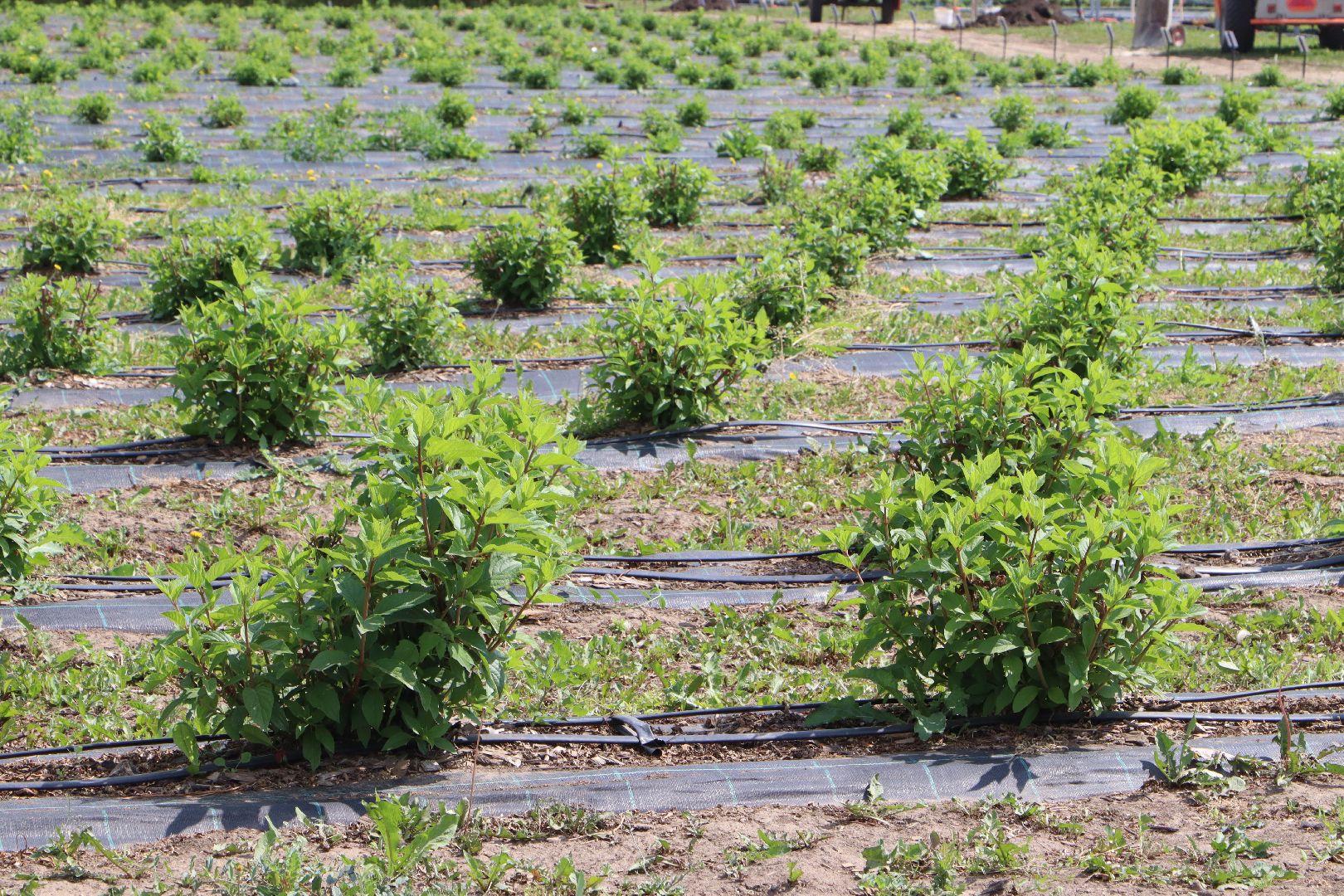 Сельское хозяйство, Серебряные Пруды, деревня Серково, Ягодная ферма, питомник, голубика, рододендрон,