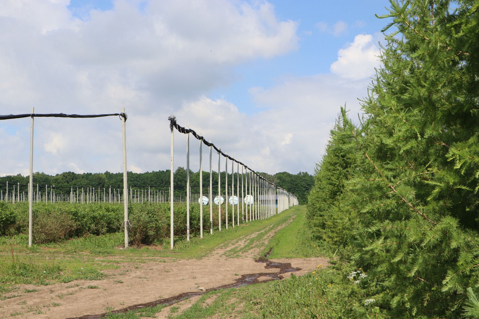 Сельское хозяйство, Серебряные Пруды, деревня Серково, Ягодная ферма, питомник, голубика, рододендрон,
