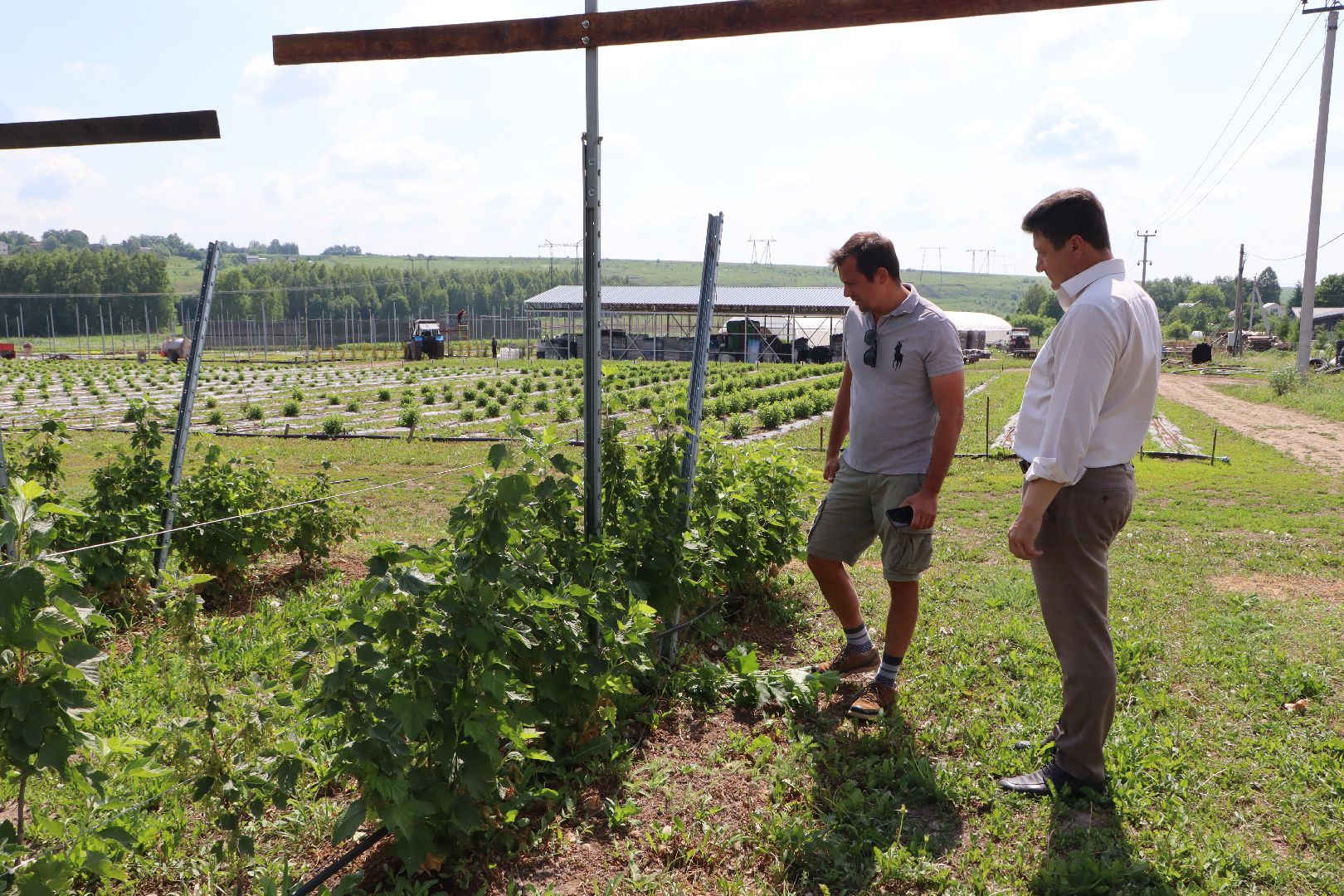 Сельское хозяйство, Серебряные Пруды, деревня Серково, Ягодная ферма, питомник, голубика, рододендрон,
