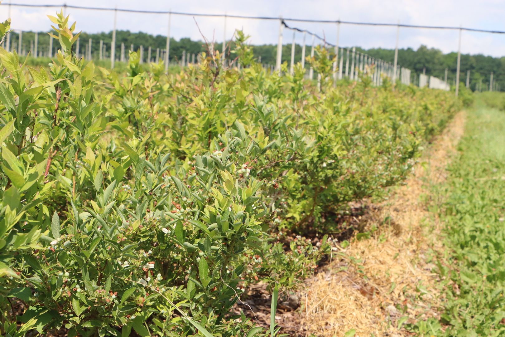 Сельское хозяйство, Серебряные Пруды, деревня Серково, Ягодная ферма, питомник, голубика, рододендрон,