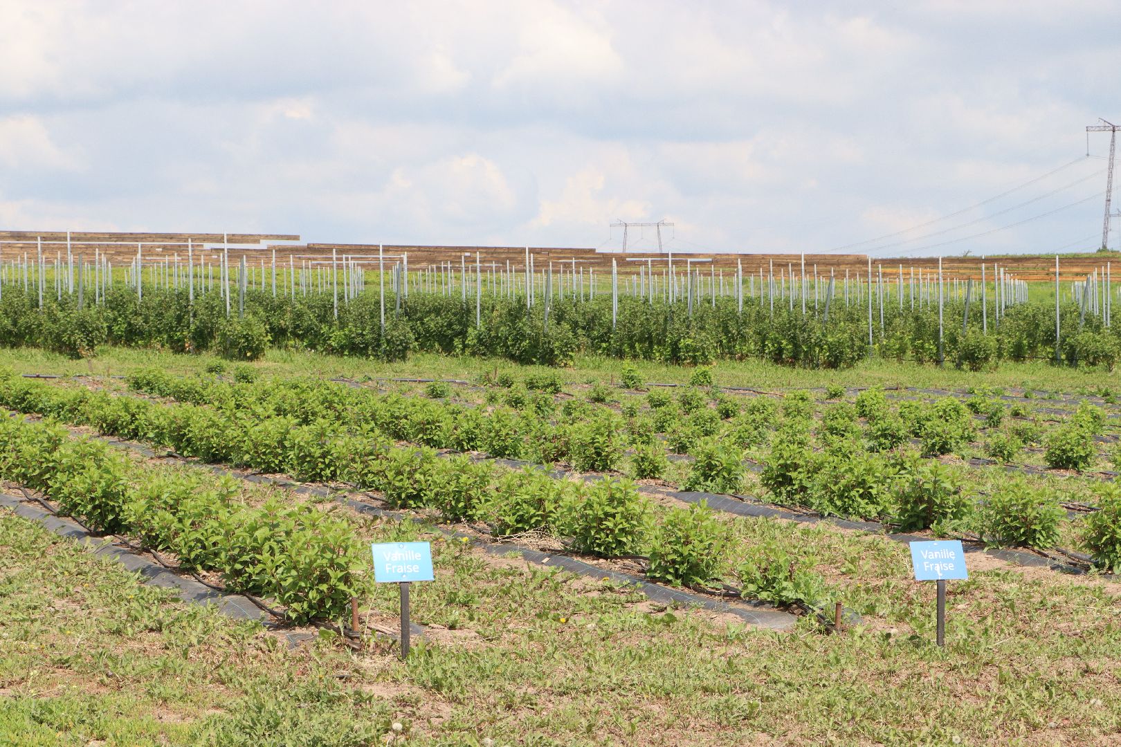Сельское хозяйство, Серебряные Пруды, деревня Серково, Ягодная ферма, питомник, голубика, рододендрон,