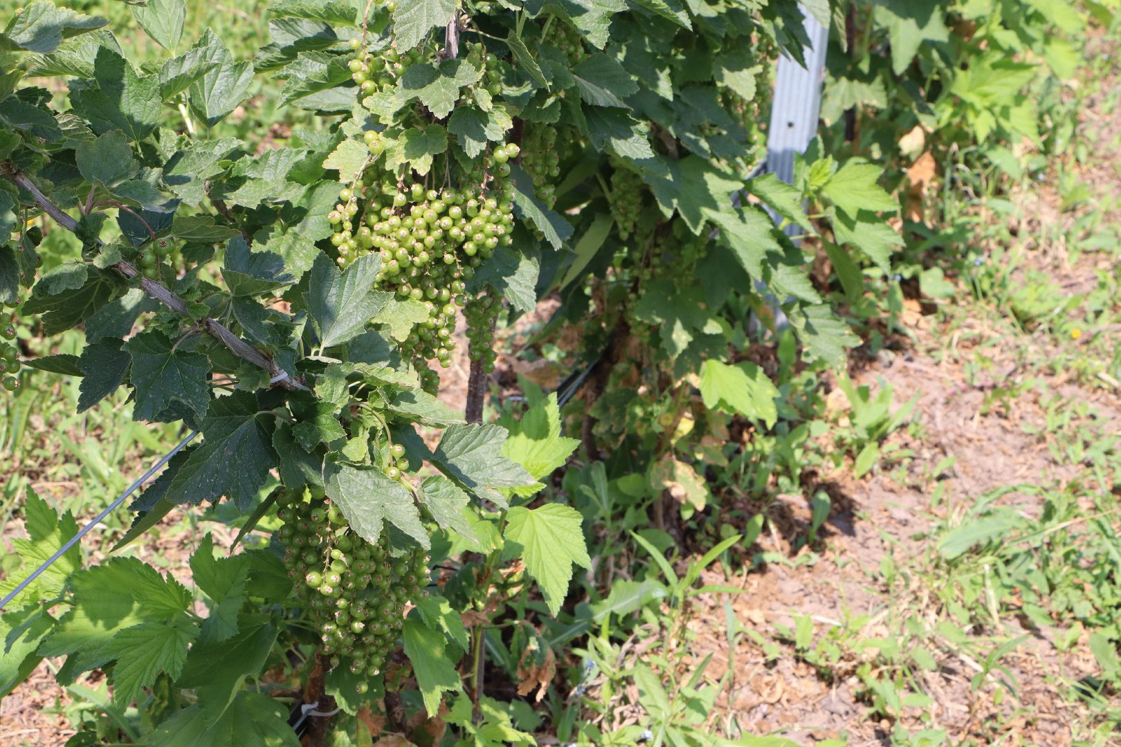 Сельское хозяйство, Серебряные Пруды, деревня Серково, Ягодная ферма, питомник, голубика, рододендрон,
