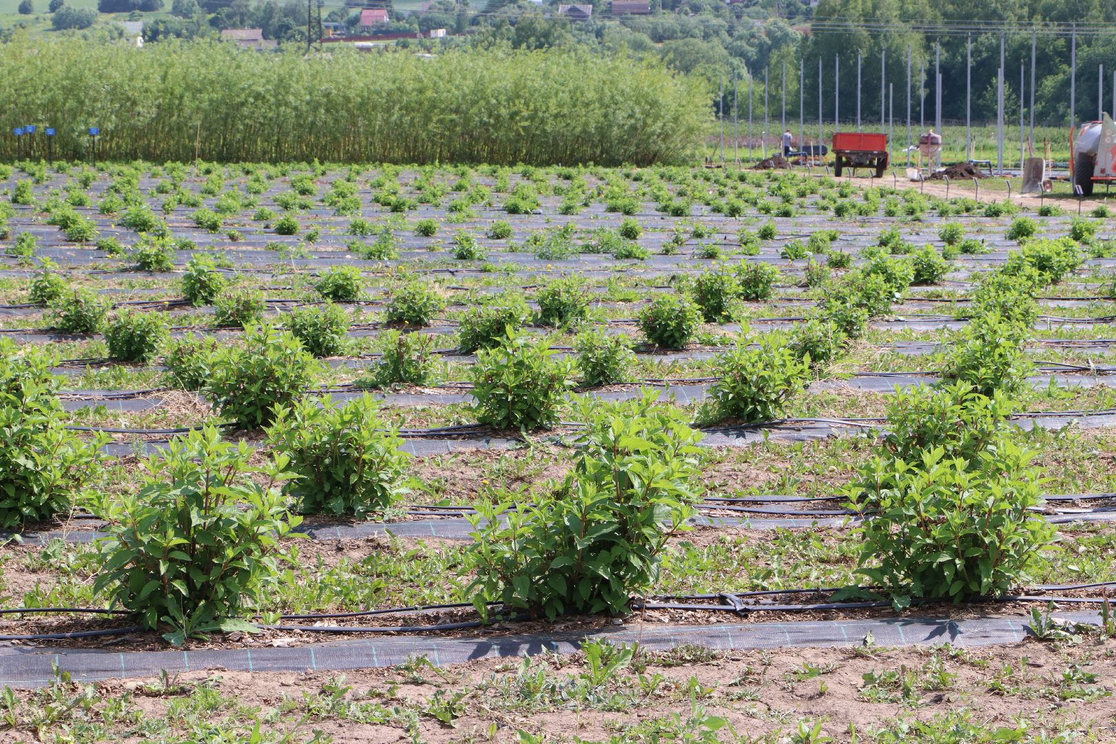 Сельское хозяйство, Серебряные Пруды, деревня Серково, Ягодная ферма, питомник, голубика, рододендрон,