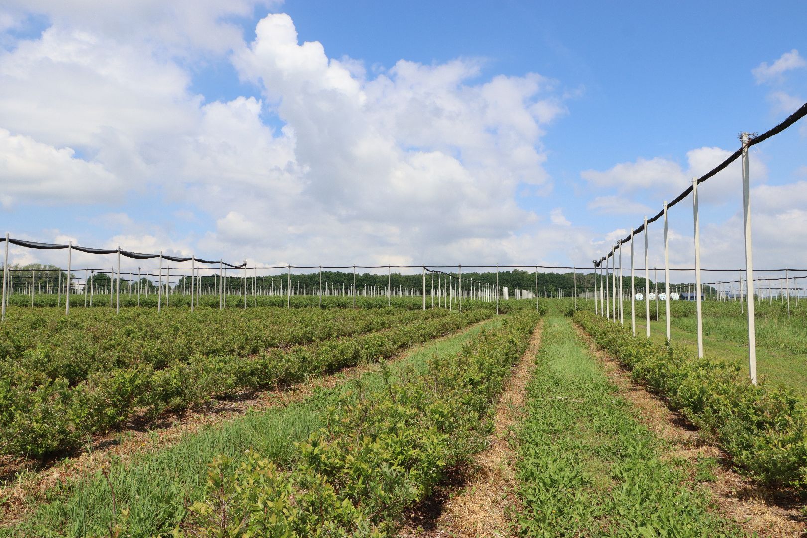 Сельское хозяйство, Серебряные Пруды, деревня Серково, Ягодная ферма, питомник, голубика, рододендрон,