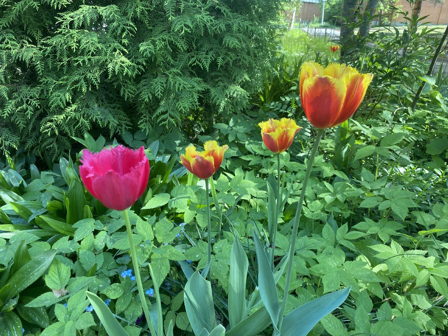 власиха благоустройство территории, власиха микрорайон березка, власиха улица южная, благоустройство 2024, власиха пруд Березка,