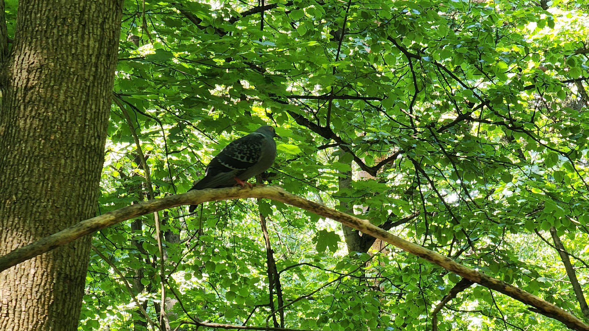 орнитология, городской парк, красногорск, парки подмосковья, птицы подмосковья,