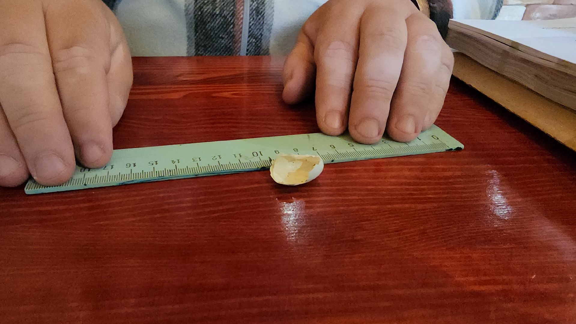 орнитология, городской парк, красногорск, парки подмосковья, птицы подмосковья,