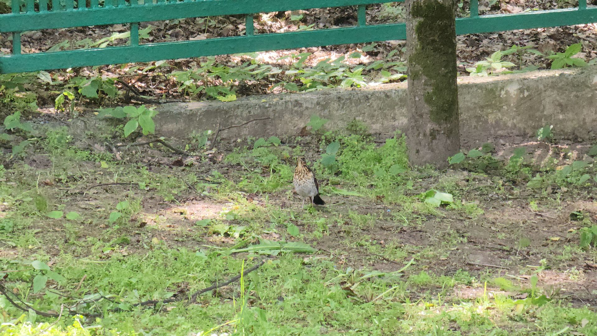 орнитология, городской парк, красногорск, парки подмосковья, птицы подмосковья,