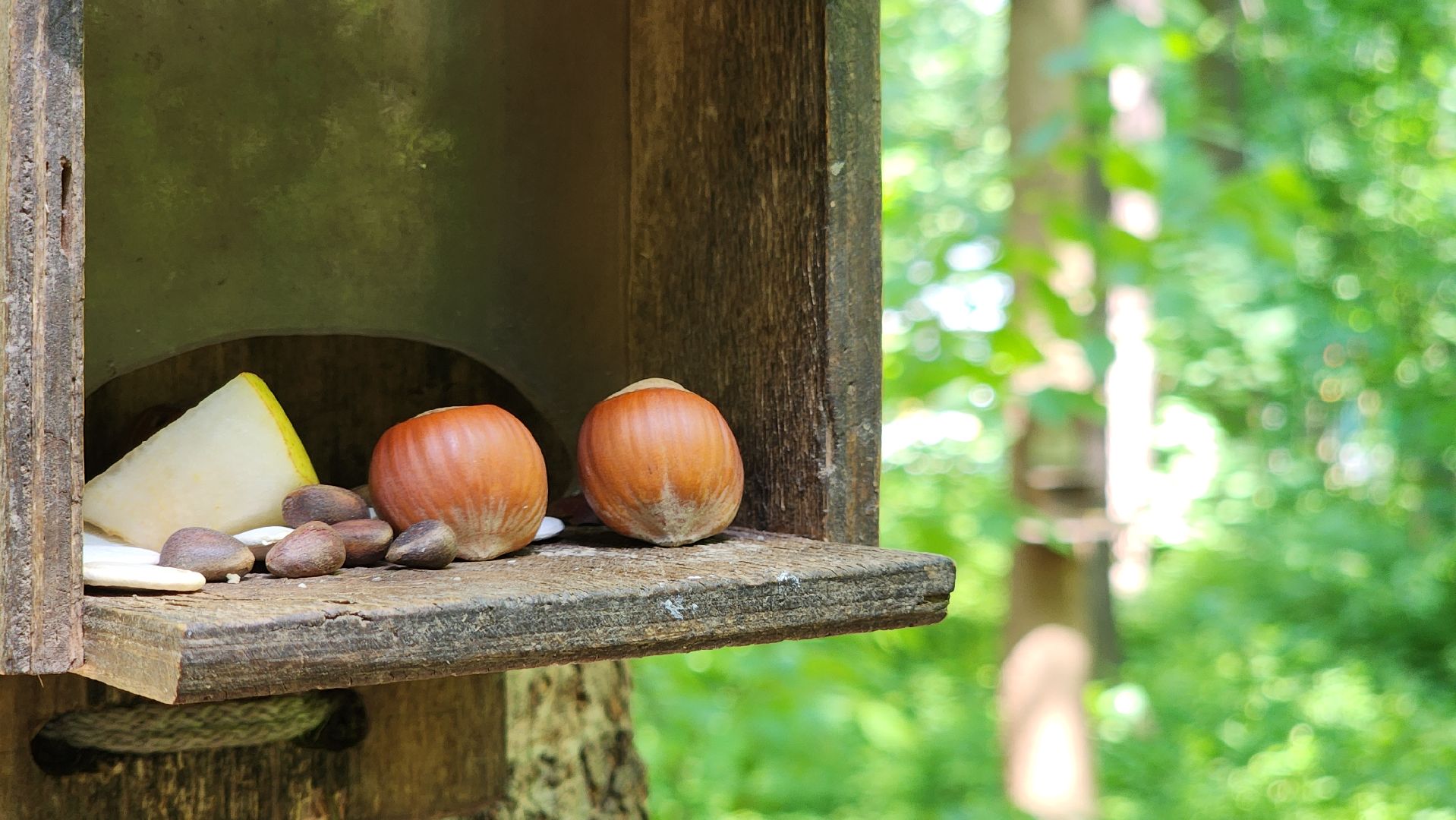 орнитология, городской парк, красногорск, парки подмосковья, птицы подмосковья,