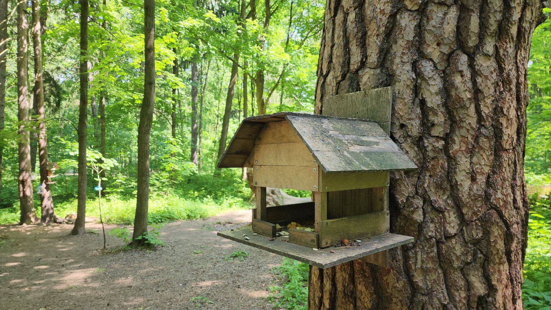 орнитология, городской парк, красногорск, парки подмосковья, птицы подмосковья,