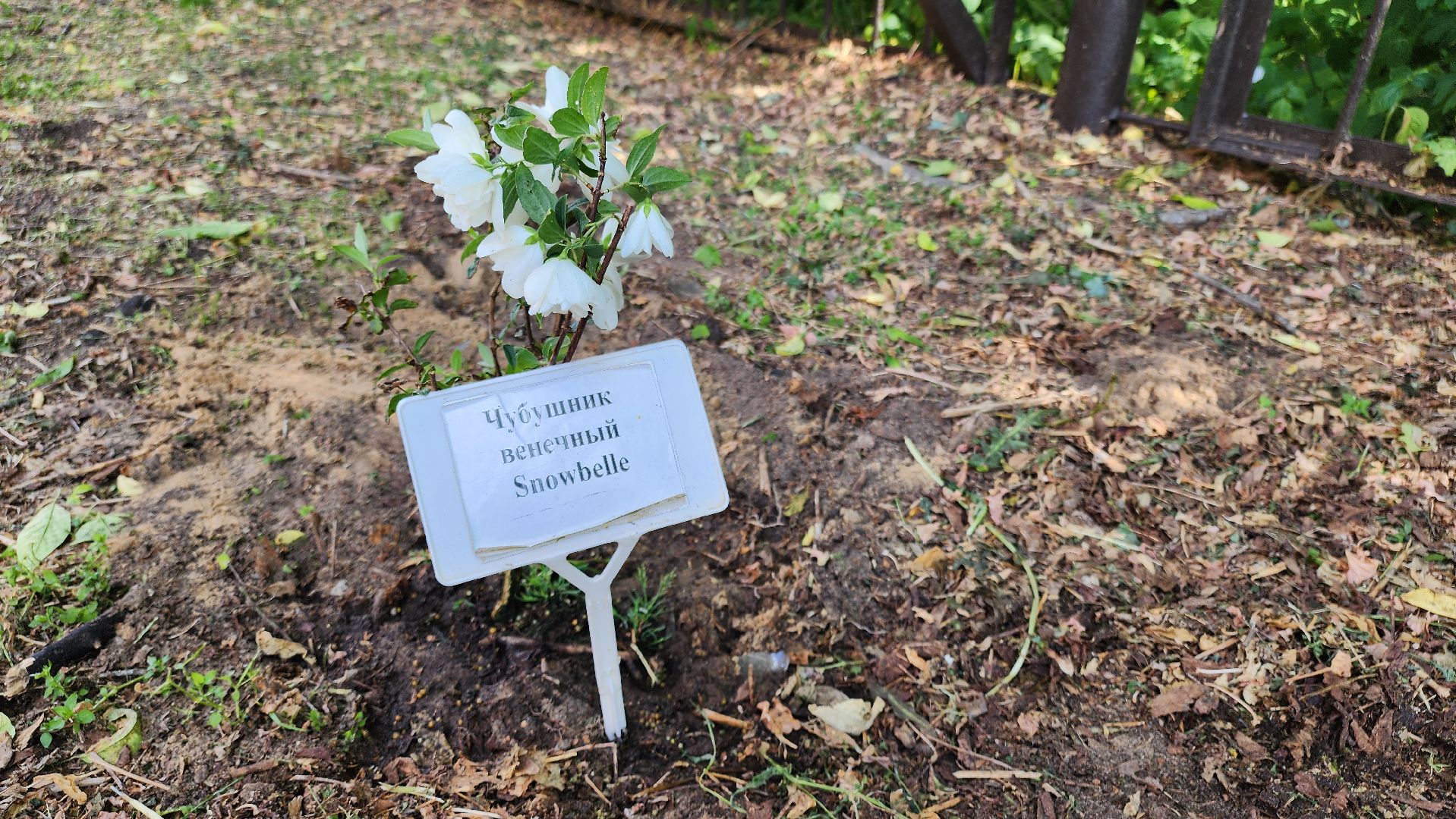 кашира, молодая гвардия, движение первых, высадка кустов, чубушник, следственный отдел, экологическая акция, волонтеры,