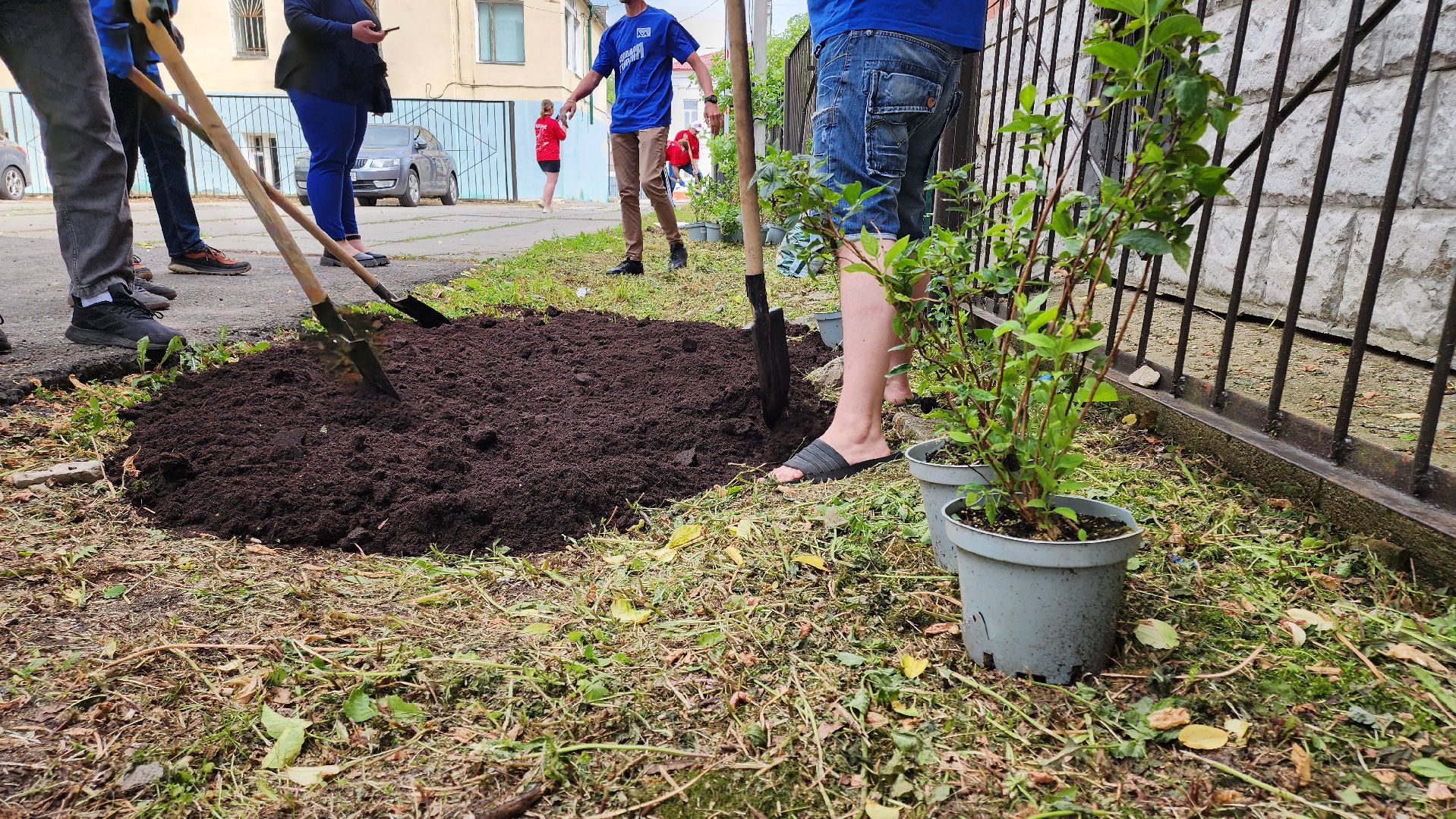 кашира, молодая гвардия, движение первых, высадка кустов, чубушник, следственный отдел, экологическая акция, волонтеры,