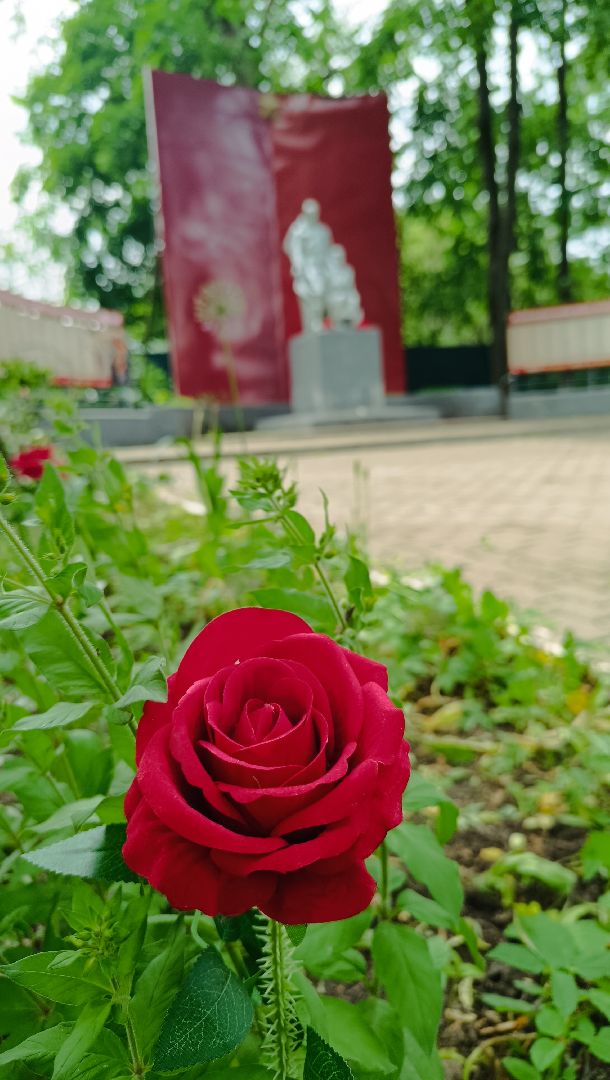 трава, лобня, благоустройство, жкх,