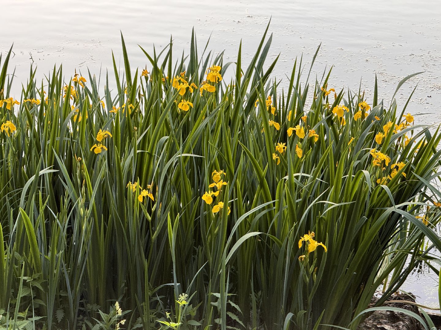 Одинцово, Большие вяземы, Усадьба Голицыных, Арт-пикник в Вяземах, Проект ПОЭТ,