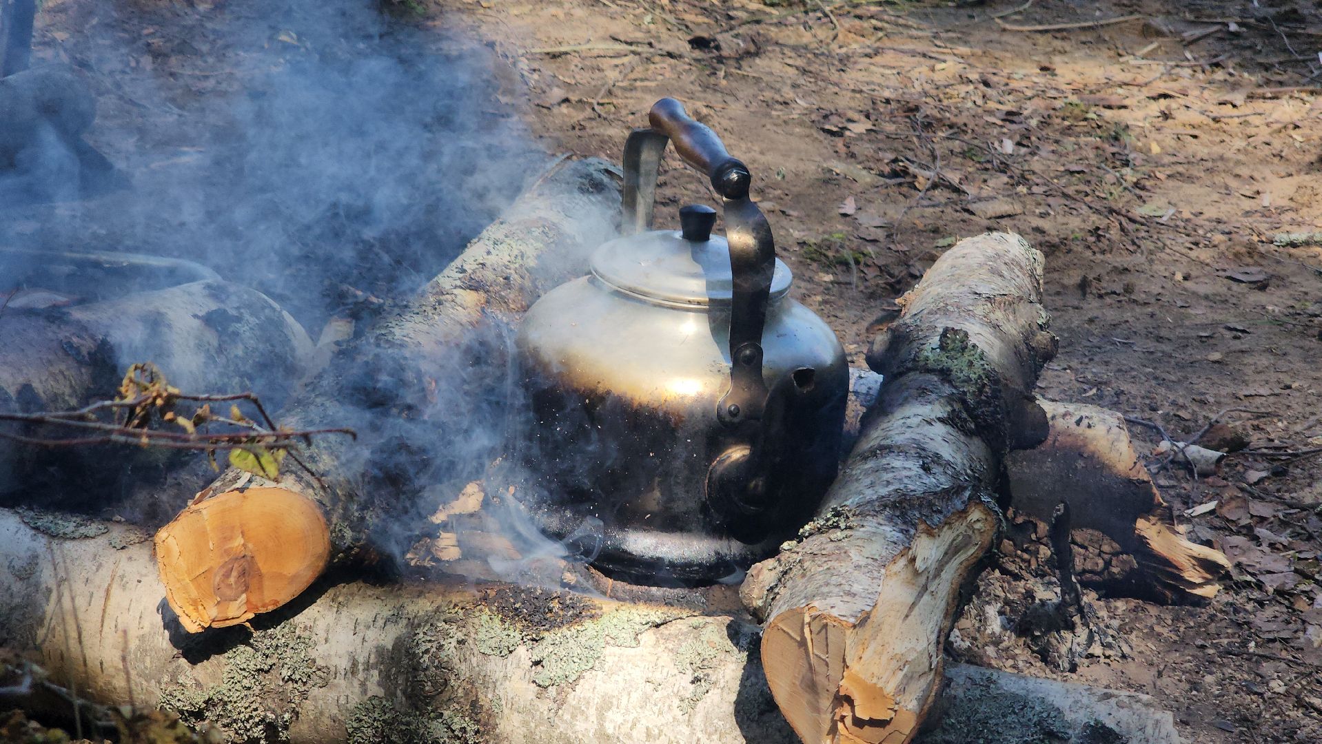 лес, пожарная безопасность, пожарная безопасность в лесу, руза, экология, рузский городской округ, московская область,