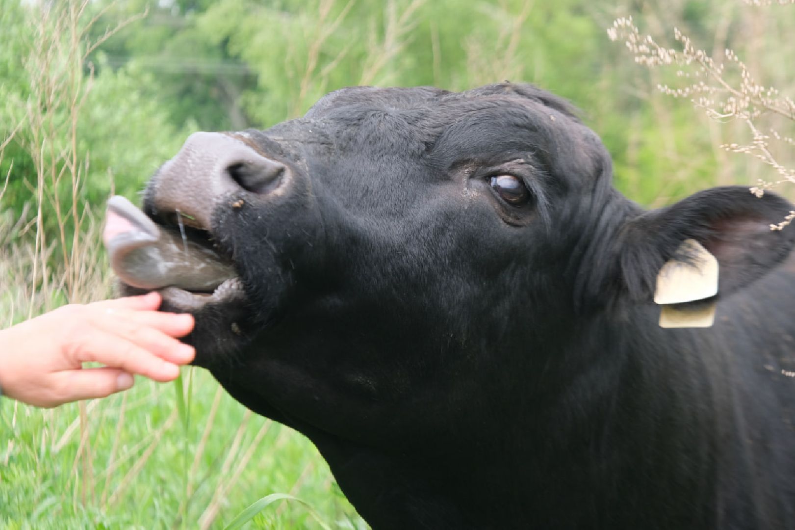 пущино, серпухов, экономика, импортозамещение,