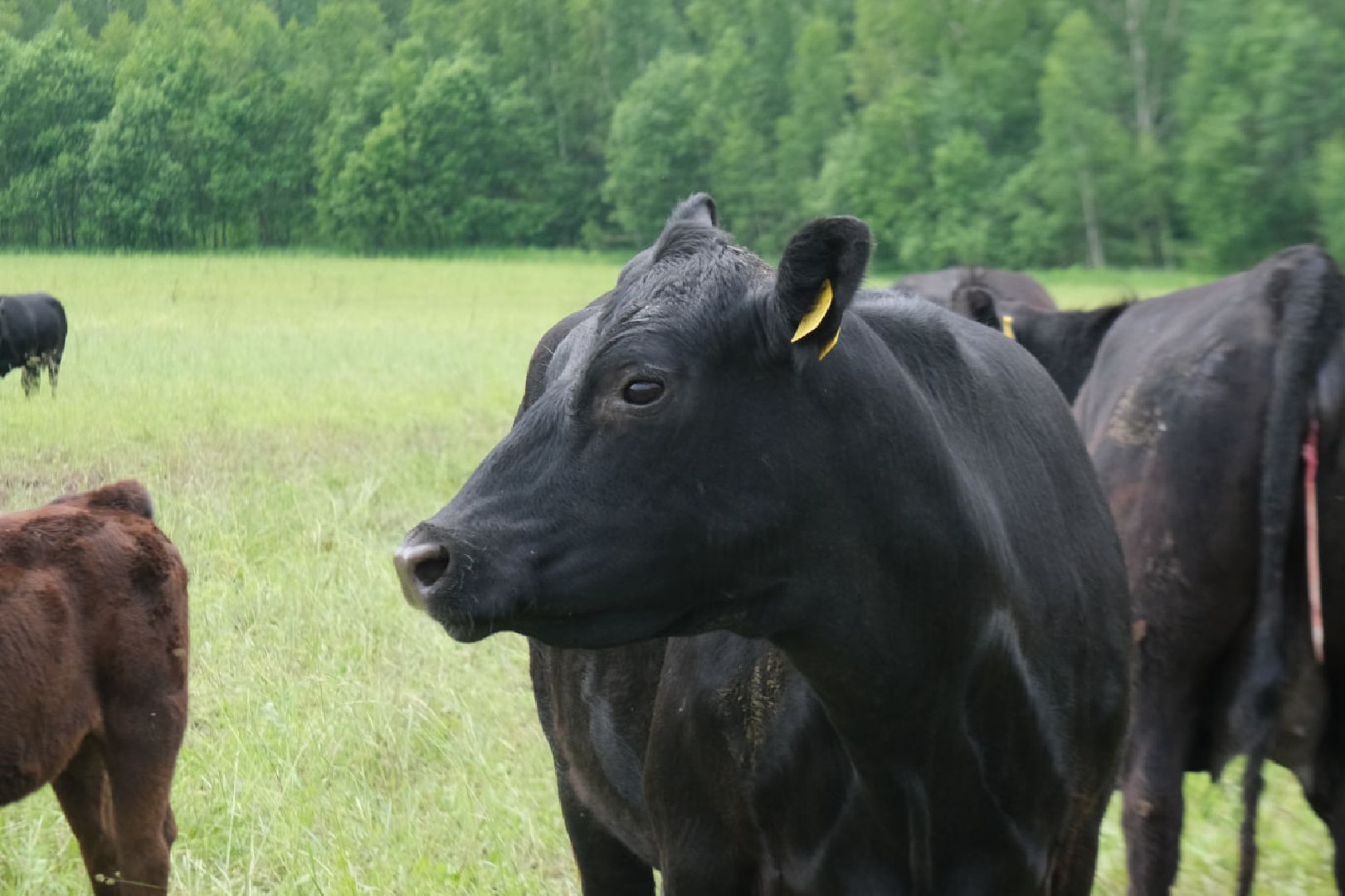 пущино, серпухов, экономика, импортозамещение,
