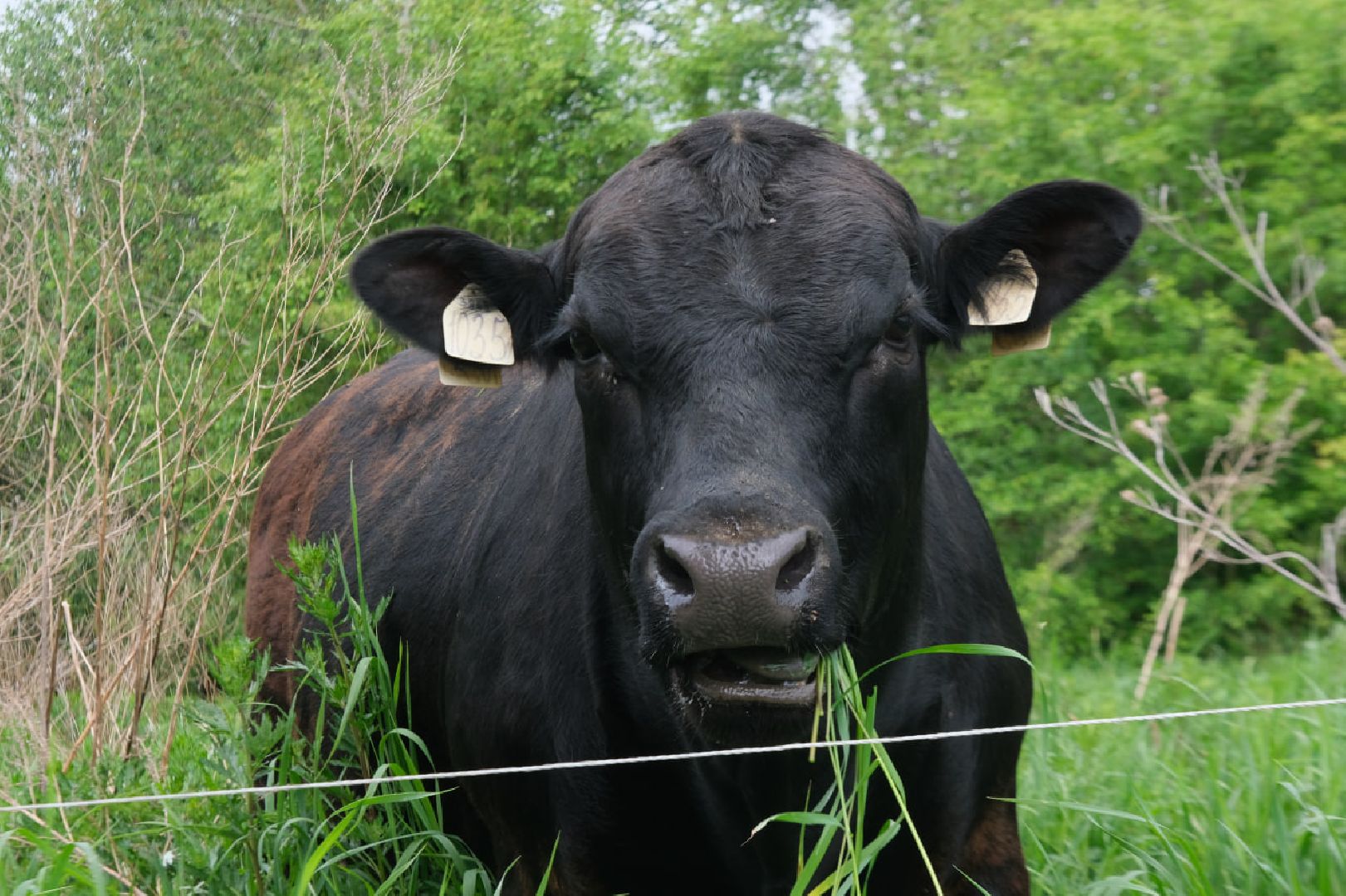 пущино, серпухов, экономика, импортозамещение,