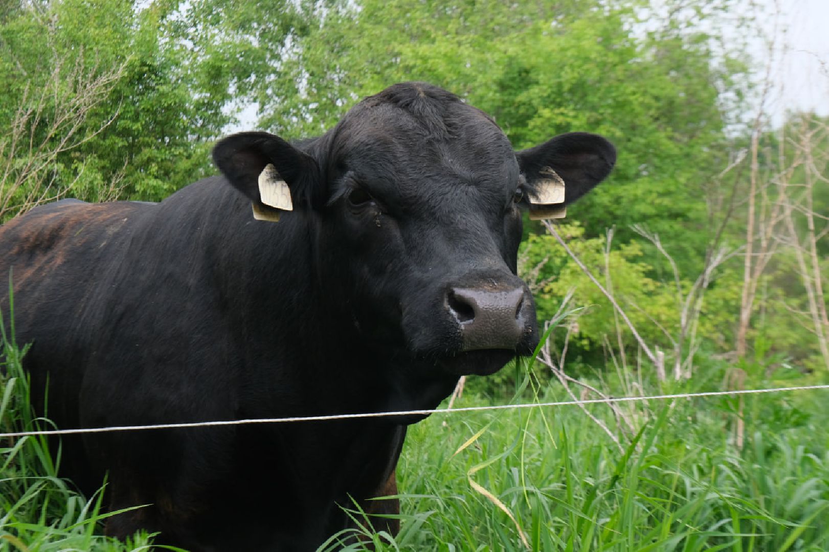 пущино, серпухов, экономика, импортозамещение,