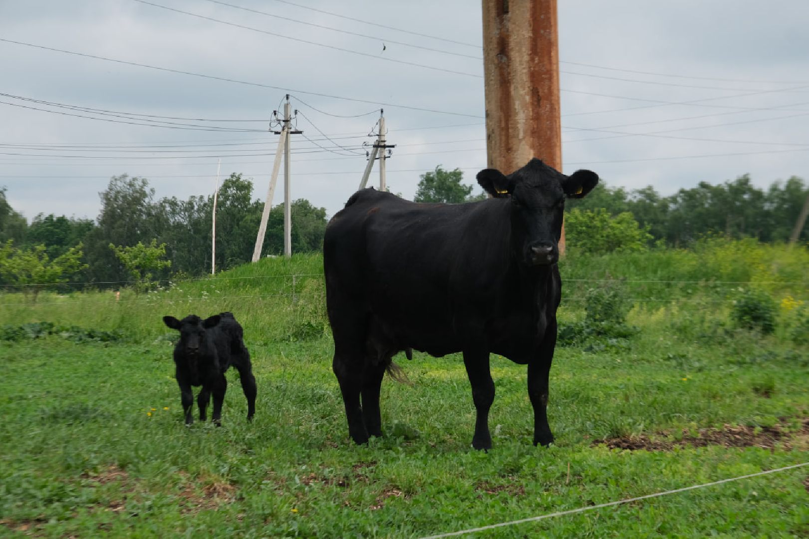 пущино, серпухов, экономика, импортозамещение,