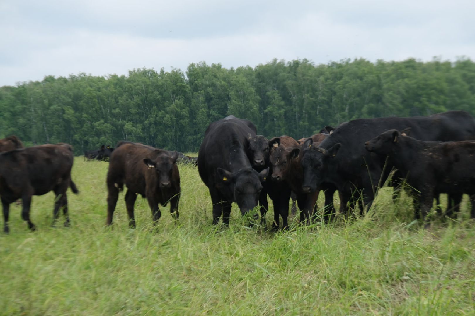 пущино, серпухов, экономика, импортозамещение,