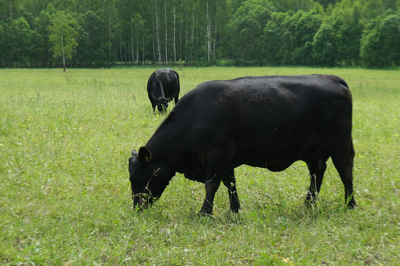 пущино, серпухов, экономика, импортозамещение,