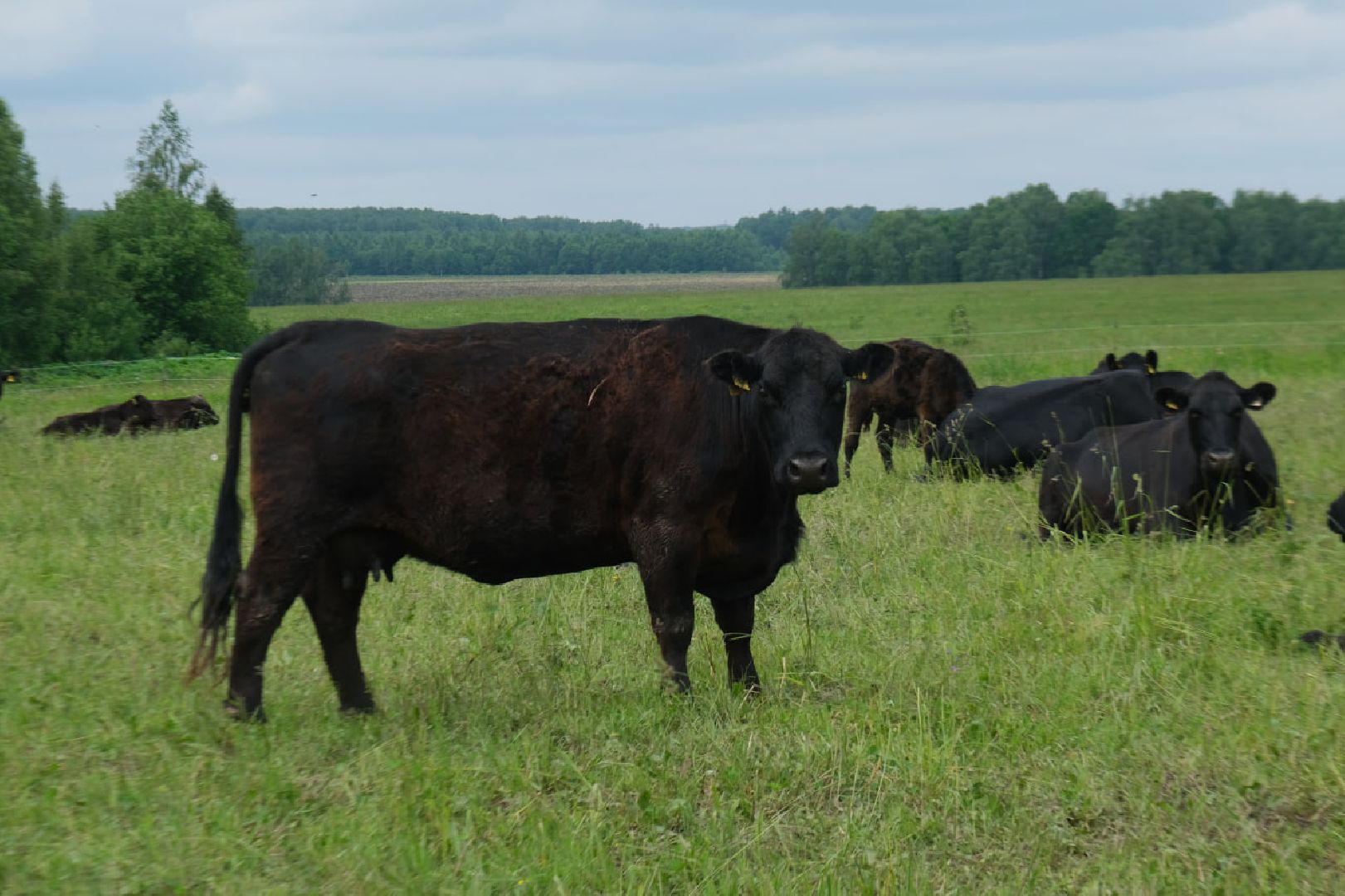 пущино, серпухов, экономика, импортозамещение,
