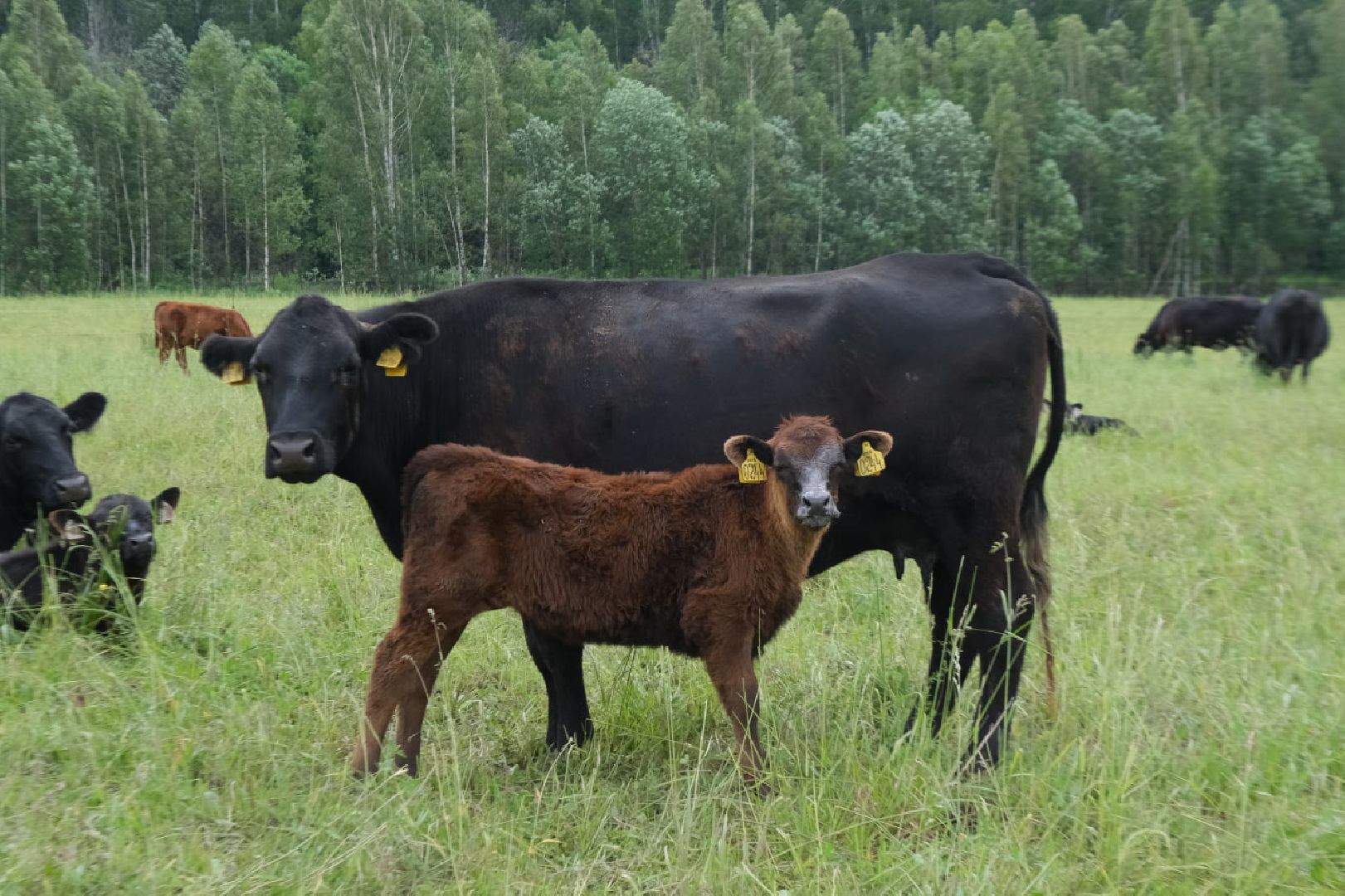 пущино, серпухов, экономика, импортозамещение,