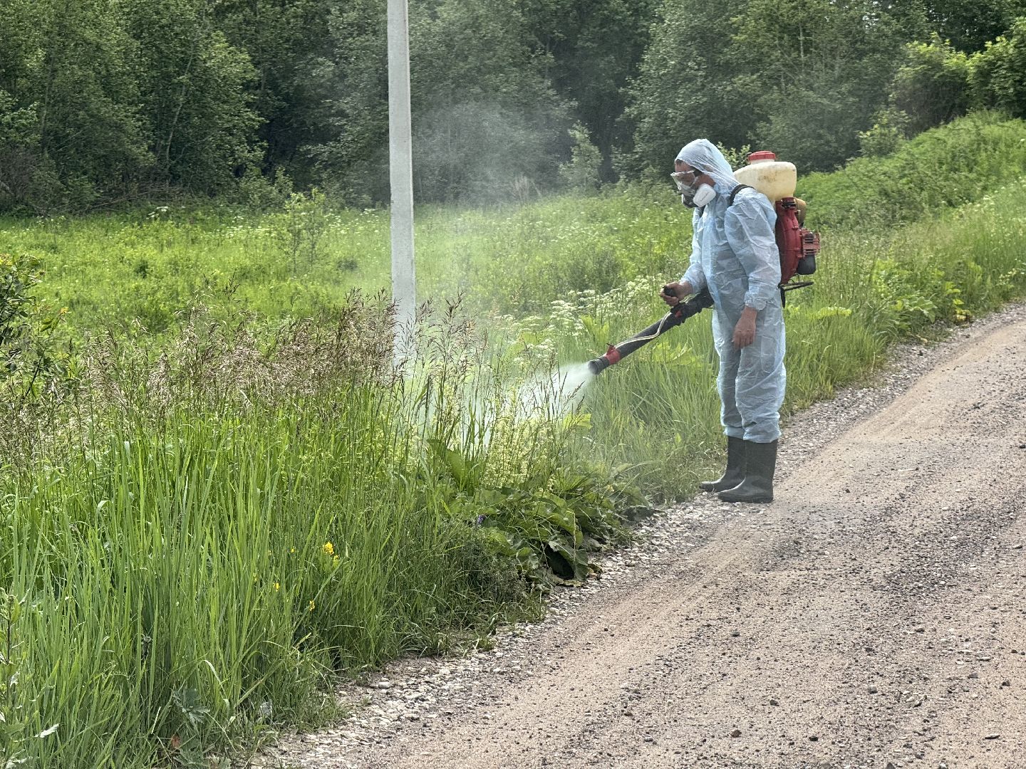 шаховская, борщевик, борщевик сосновского, борьба с борщевиком,