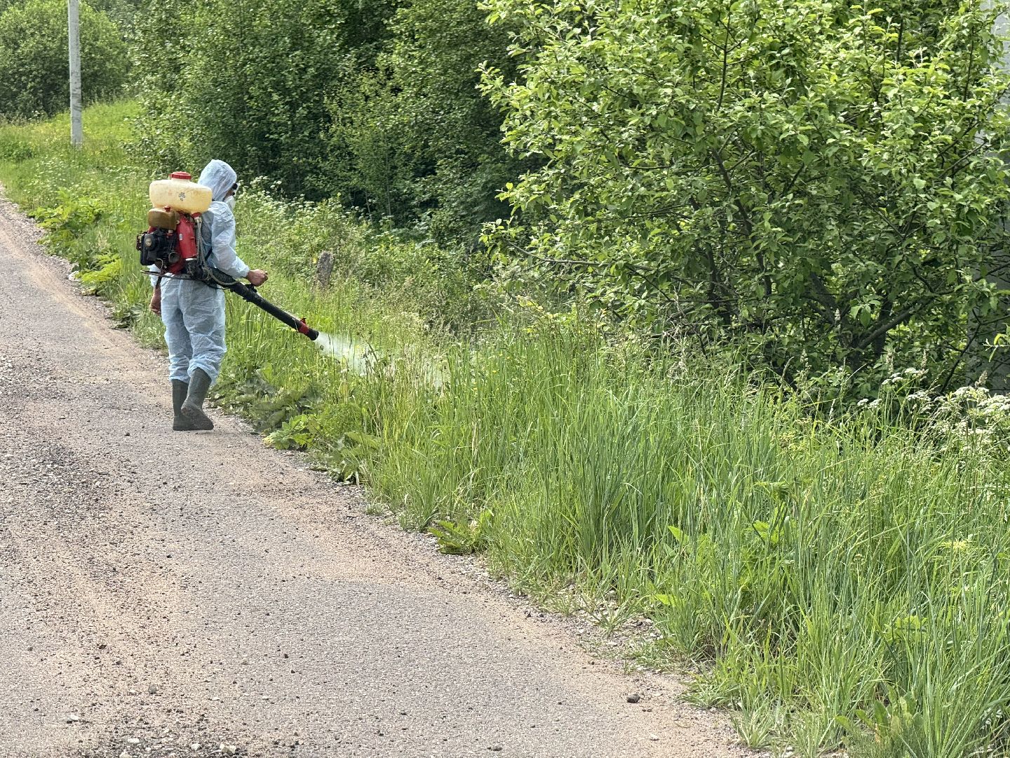 шаховская, борщевик, борщевик сосновского, борьба с борщевиком,