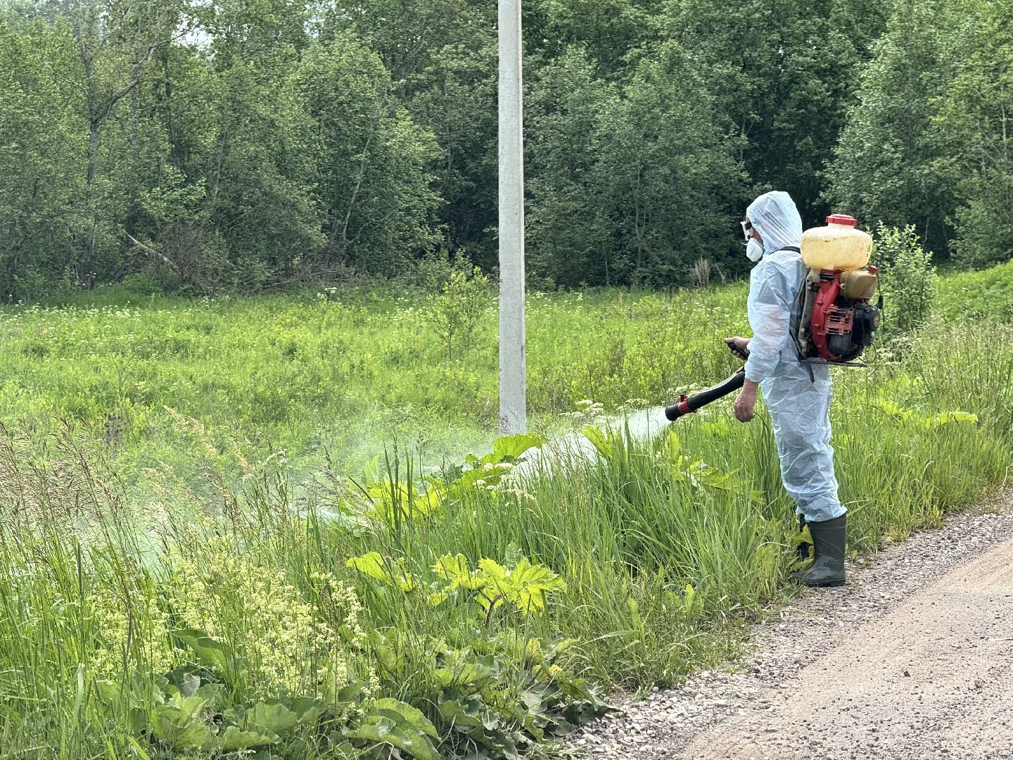 шаховская, борщевик, борщевик сосновского, борьба с борщевиком,