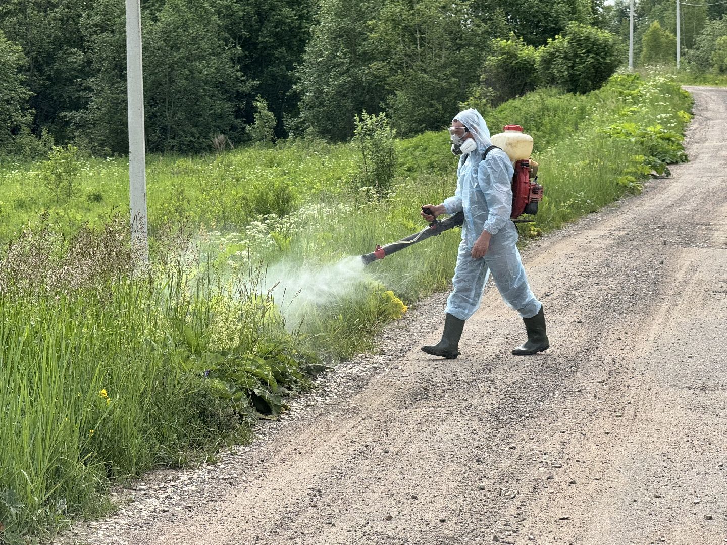 шаховская, борщевик, борщевик сосновского, борьба с борщевиком,