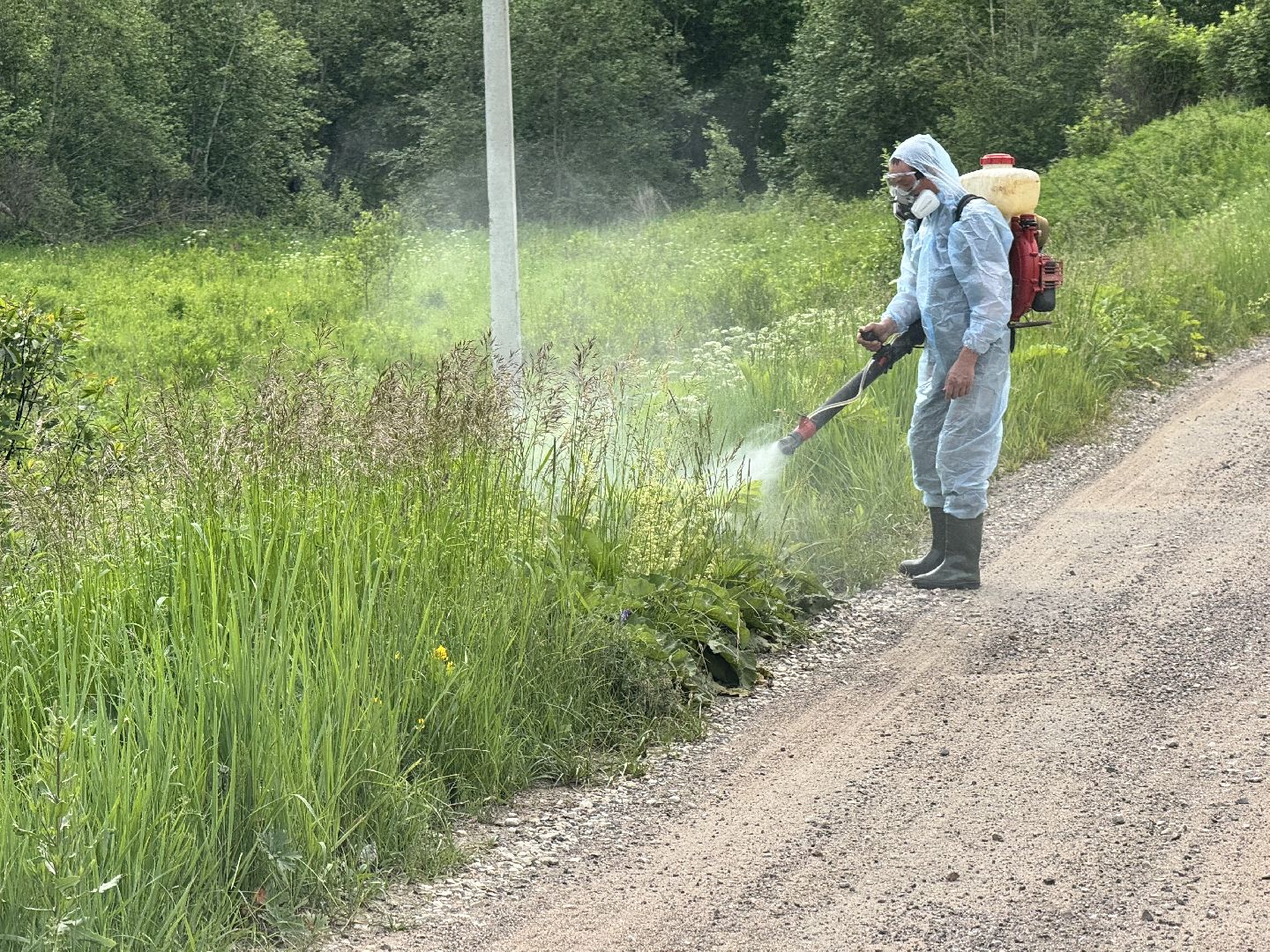 шаховская, борщевик, борщевик сосновского, борьба с борщевиком,