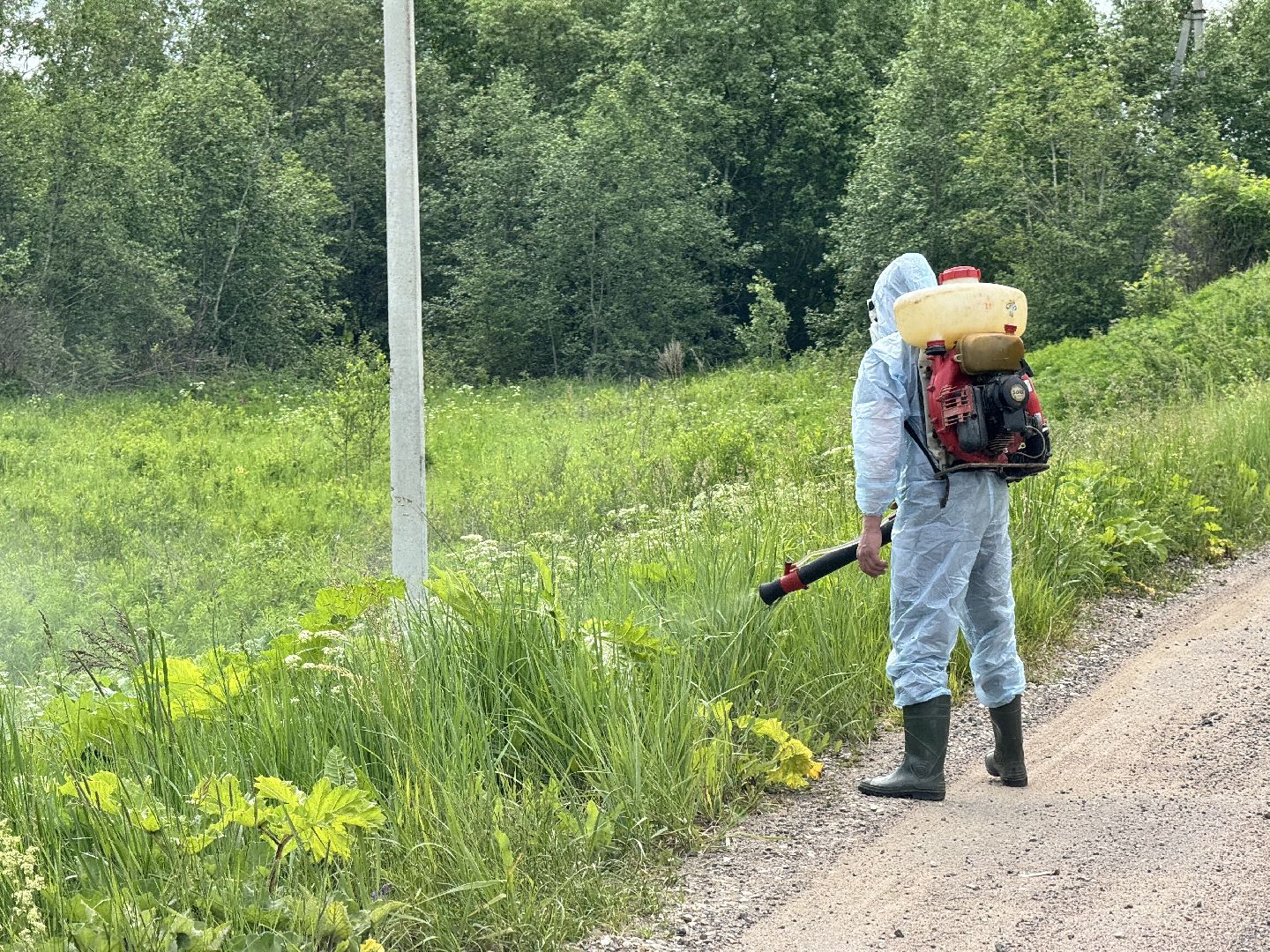 шаховская, борщевик, борщевик сосновского, борьба с борщевиком,
