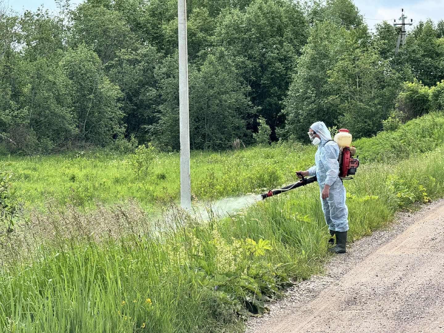 шаховская, борщевик, борщевик сосновского, борьба с борщевиком,
