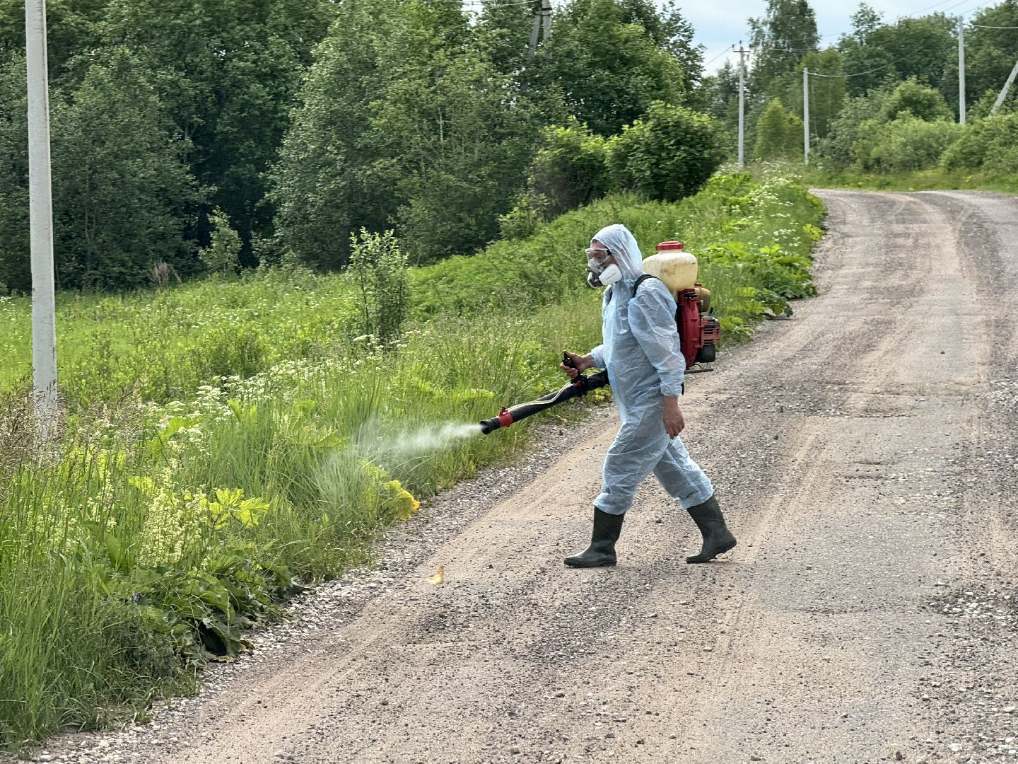 шаховская, борщевик, борщевик сосновского, борьба с борщевиком,
