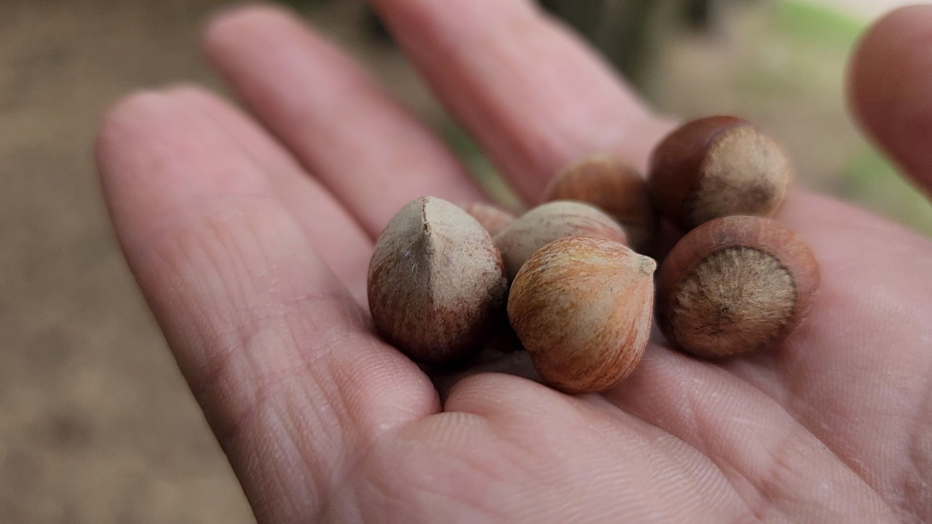 одинцово, парк, птицы, утки, белки, корм, экология,