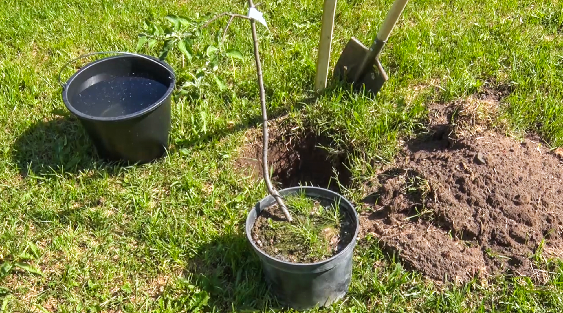 Клин, общество, благоустройство, деревья, сады,