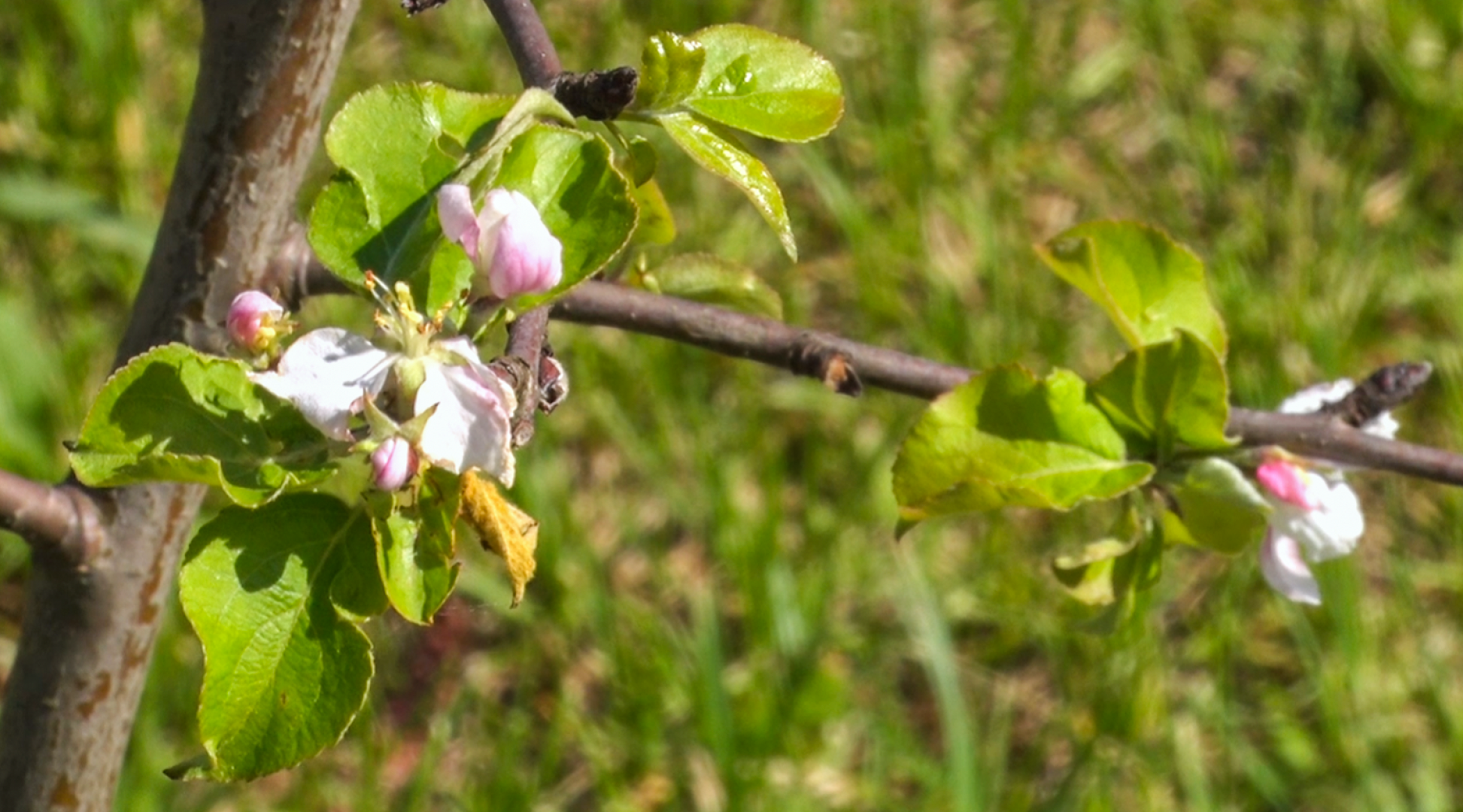 Клин, общество, благоустройство, деревья, сады,