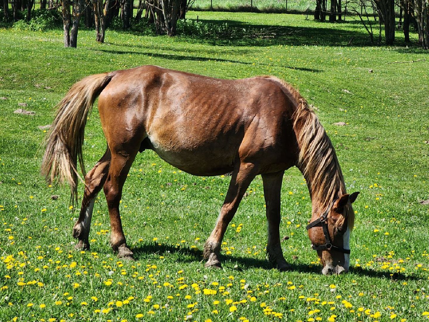 можайск, можайский городской округ, подмосковье, ранчо, аванпост, туризм в можайске, туризм в подмосковье, конные прогулки, кони, лошади,