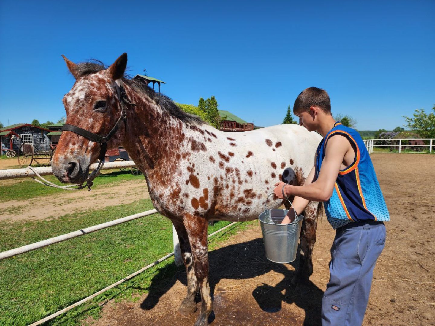 можайск, можайский городской округ, подмосковье, ранчо, аванпост, туризм в можайске, туризм в подмосковье, конные прогулки, кони, лошади,