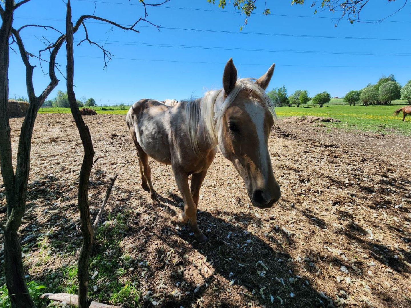 можайск, можайский городской округ, подмосковье, ранчо, аванпост, туризм в можайске, туризм в подмосковье, конные прогулки, кони, лошади,